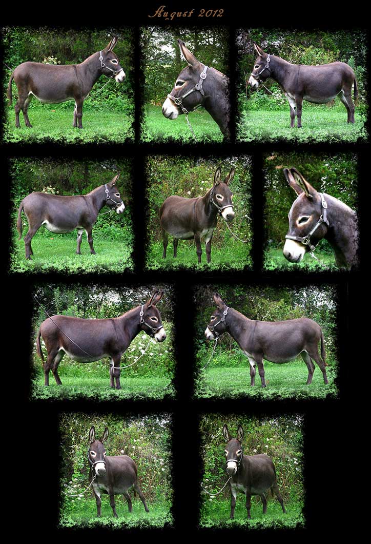 Critter Haven Farm Miniature Donkeys